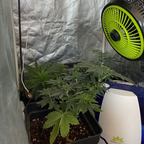 Fruit Spirit growlog timeline photo