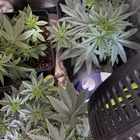 Fruit Spirit growlog timeline photo