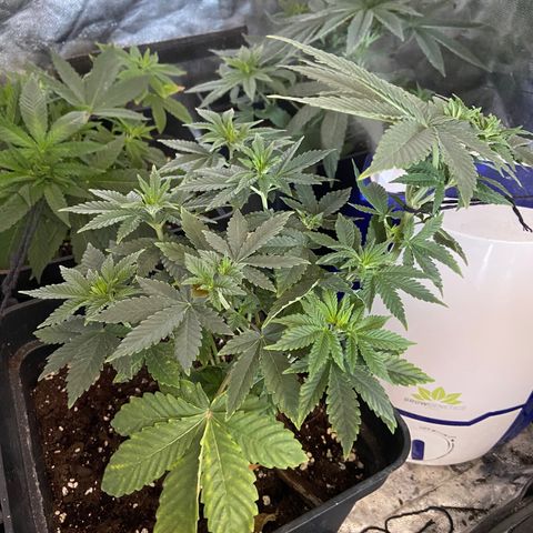 Fruit Spirit growlog timeline photo