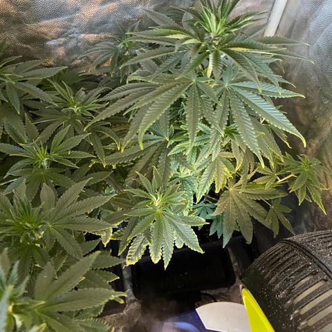 Fruit Spirit growlog timeline photo