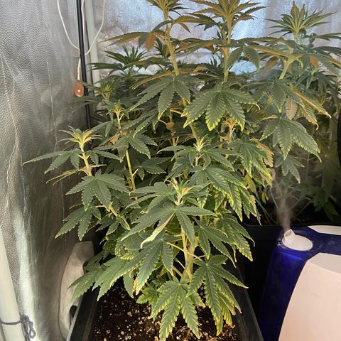 Fruit Spirit growlog timeline photo