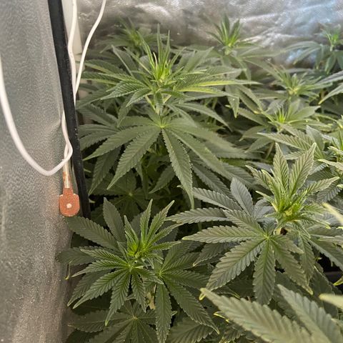 Fruit Spirit growlog timeline photo