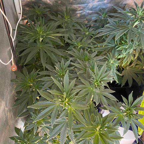 Fruit Spirit growlog timeline photo