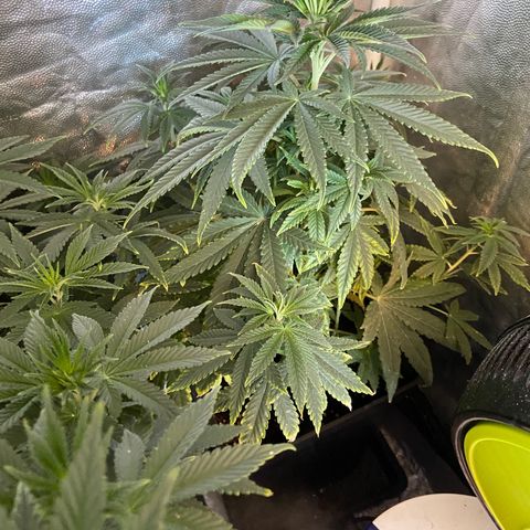 Fruit Spirit growlog timeline photo