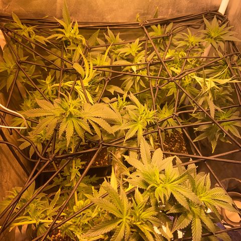 Fruit Spirit growlog timeline photo