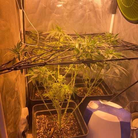 Fruit Spirit growlog timeline photo
