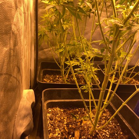 Fruit Spirit growlog timeline photo
