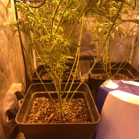 Fruit Spirit growlog timeline photo