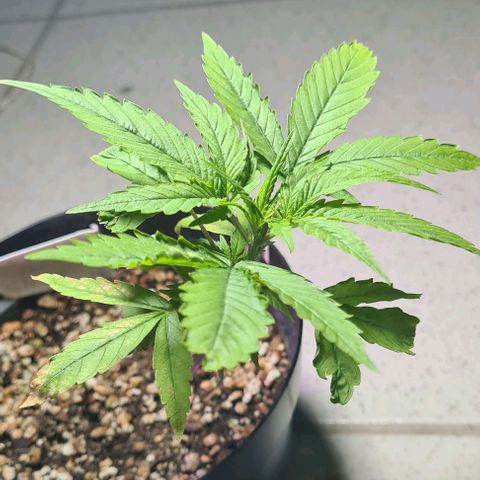 Seeds Pren 2 sofrida growlog timeline photo