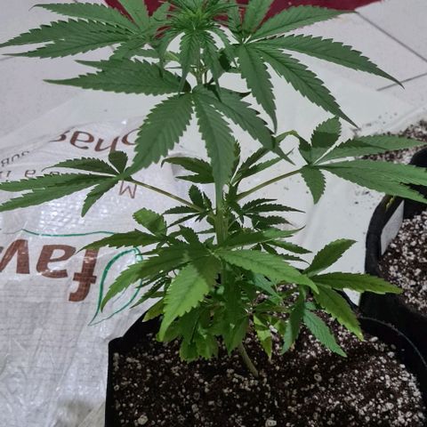 Seeds Pren 2 sofrida growlog timeline photo