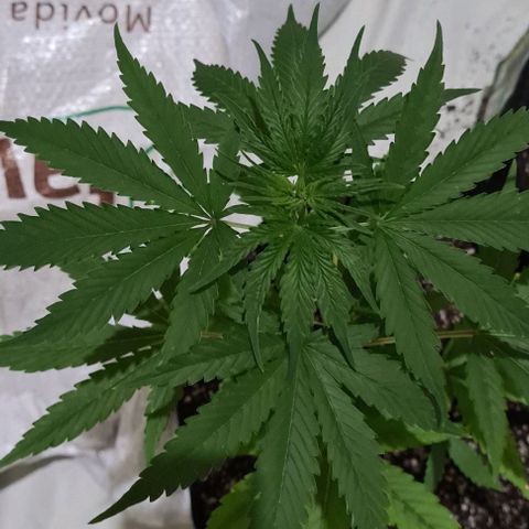 Seeds Pren 2 sofrida growlog timeline photo