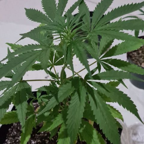Seeds Pren 2 sofrida growlog timeline photo