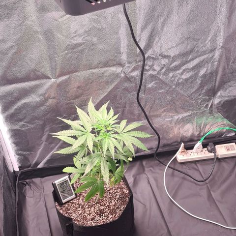 Seeds Pren 2 sofrida growlog photo: T:38cm     L:40cm