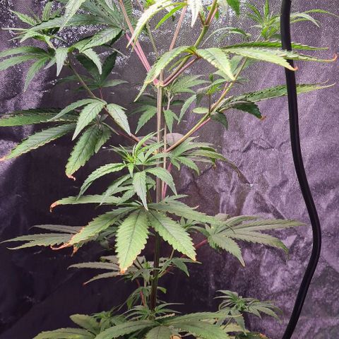 Seeds Pren 2 sofrida growlog photo: 60 cm