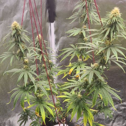 Seeds Pren 2 sofrida growlog photo: 100 cm
