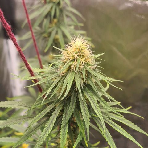 Seeds Pren 2 sofrida growlog photo: 100 cm