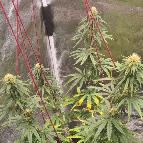 Seeds Pren 2 sofrida growlog photo: 100 cm