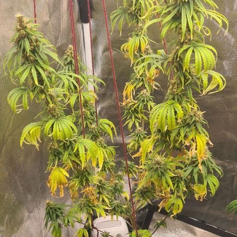 Seeds Pren 2 sofrida growlog photo: 105 cm
