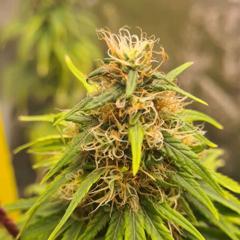 Seeds Pren 2 sofrida growlog photo: 105 cm