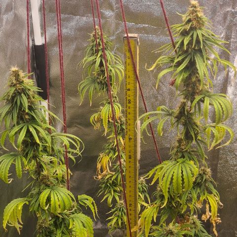 Seeds Pren 2 sofrida growlog photo: 105 cm