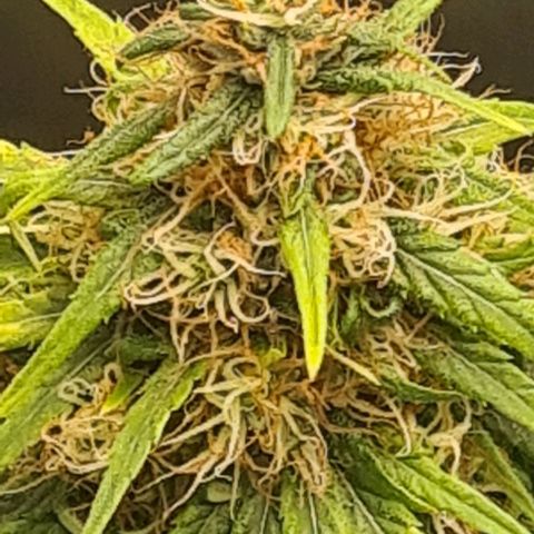 Seeds Pren 2 sofrida growlog photo: 105 cm