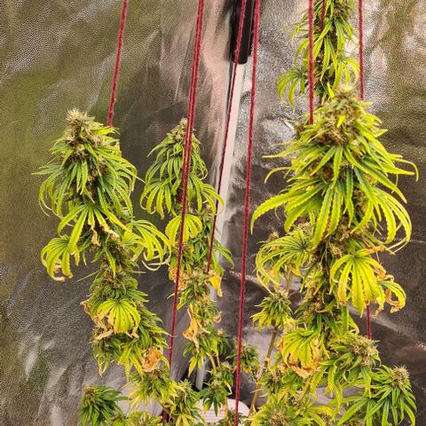 Seeds Pren 2 sofrida growlog timeline photo