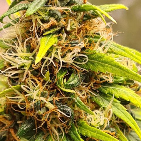 Seeds Pren 2 sofrida growlog timeline photo