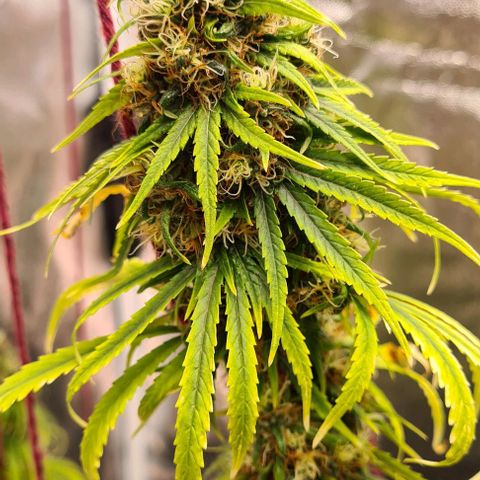 Seeds Pren 2 sofrida growlog timeline photo