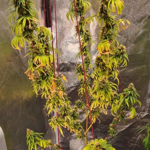 Seeds Pren 2 sofrida growlog timeline photo