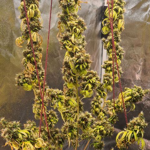 Seeds Pren 2 sofrida growlog timeline photo