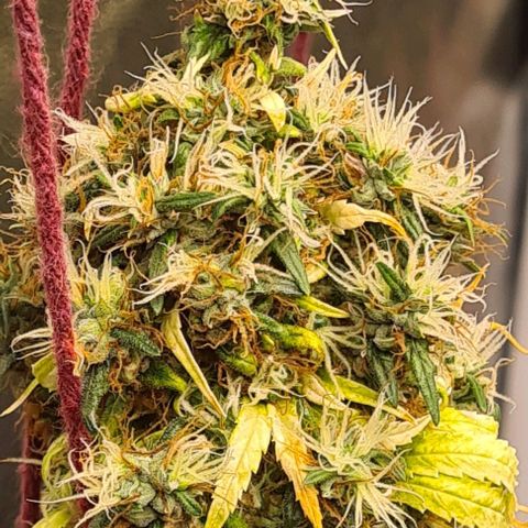 Seeds Pren 2 sofrida growlog timeline photo