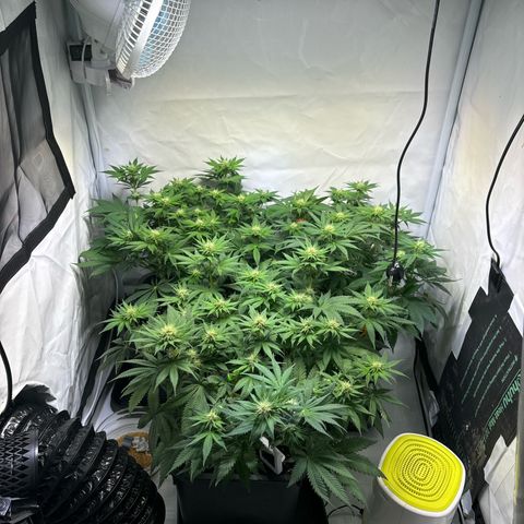Sweet ZZ growlog timeline photo