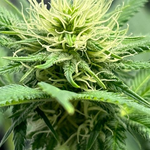 Sweet ZZ growlog timeline photo