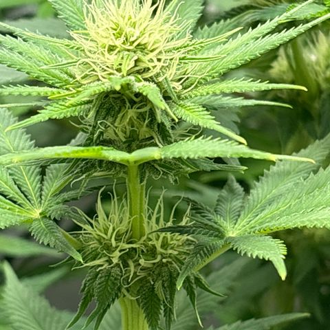 Sweet ZZ growlog timeline photo