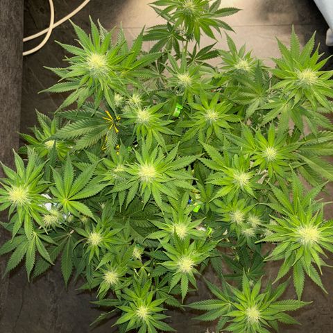 Sweet ZZ growlog timeline photo