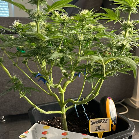 Sweet ZZ growlog timeline photo