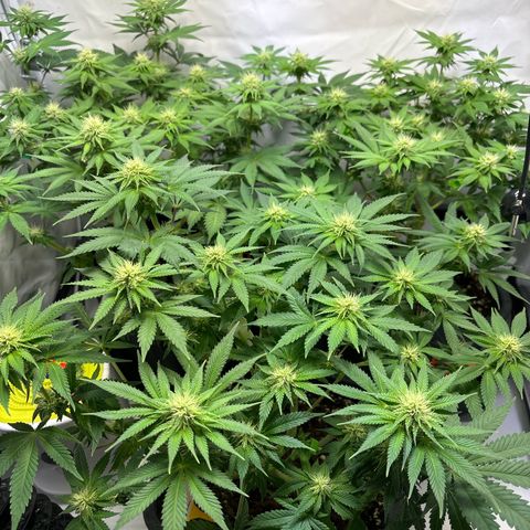 Sweet ZZ growlog timeline photo