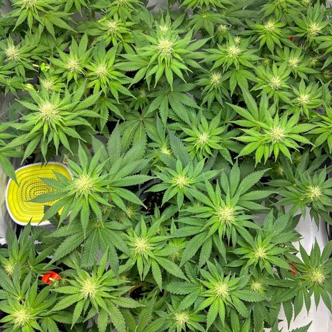 Sweet ZZ growlog timeline photo