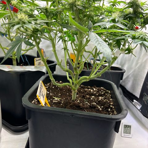 Sweet ZZ growlog timeline photo