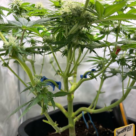 Sweet ZZ growlog timeline photo