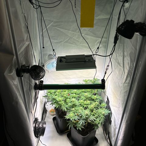 Sweet ZZ growlog timeline photo