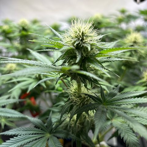 Sweet ZZ growlog timeline photo