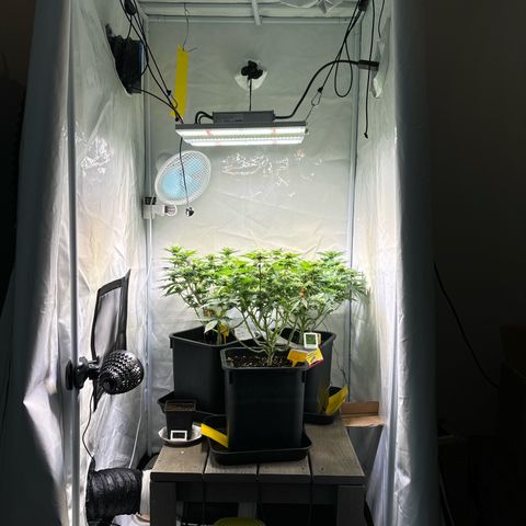 Sweet ZZ growlog timeline photo