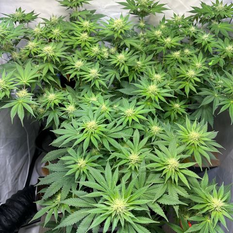 Sweet ZZ growlog timeline photo