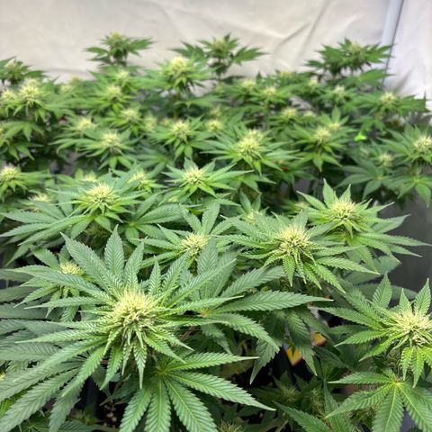 Sweet ZZ growlog timeline photo