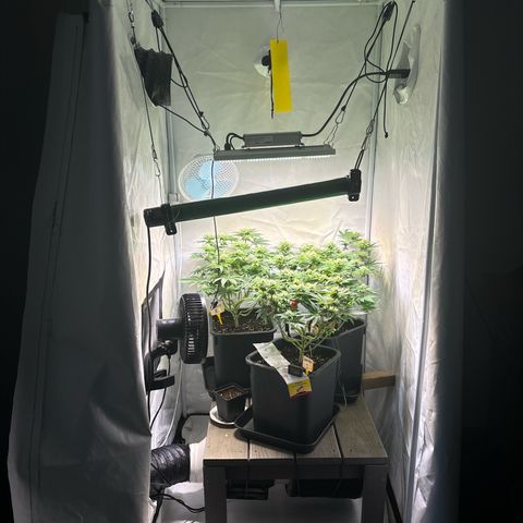 Sweet ZZ growlog timeline photo