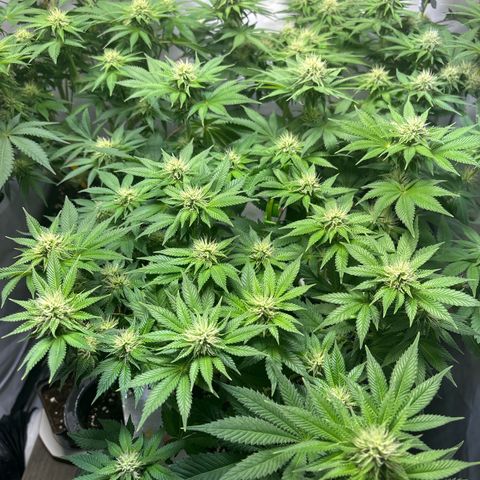 Sweet ZZ growlog timeline photo