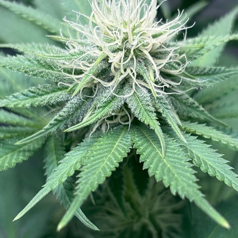 Sweet ZZ growlog timeline photo