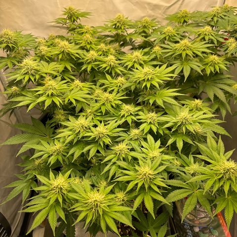 Sweet ZZ growlog timeline photo