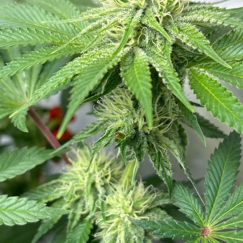 Sweet ZZ growlog timeline photo